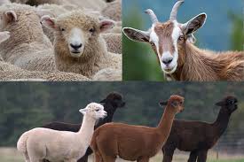 Alpaca wool vs. Cashmere wool – Inkanti