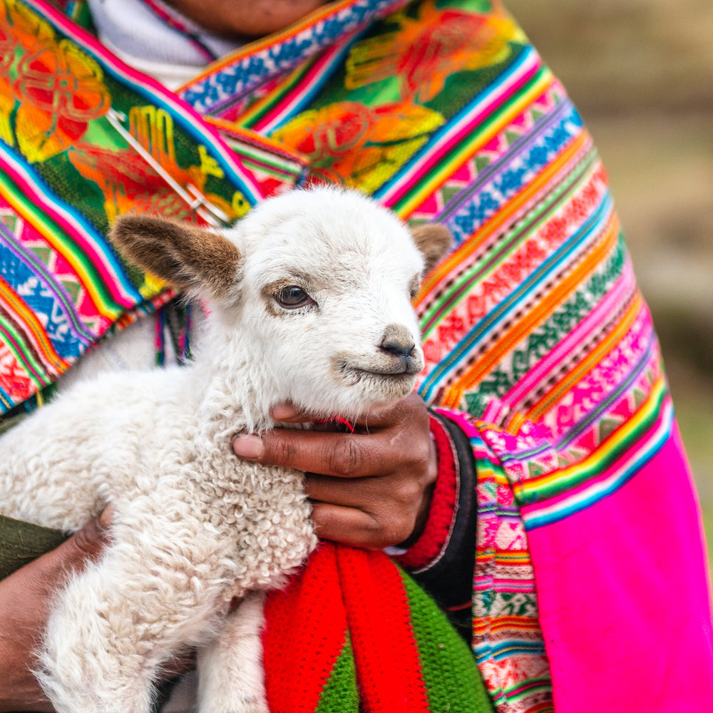 Woman holding baby Alpaca