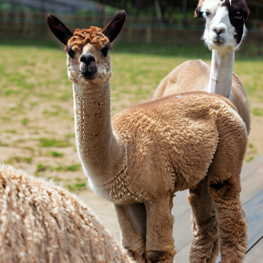 Exploring the Differences: Llama Fur vs. Alpaca Wool