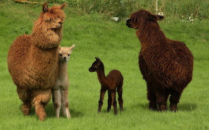 Alpaca Wool: The Supreme Natural Fiber